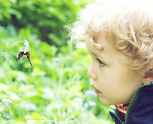 butterfly garden