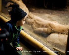 A cold day at the zoo