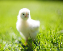 Baby Chicks